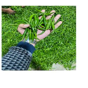 Top Grade Fresh Green Chilli Fresh Green Chili Wholesale Exporters Fresh Green Chilli Seller From India - Product Image 1
