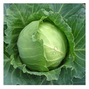 Chou Vert Frais Biologique du Portugal, Prix Usine, 20kg avec Livraison Rapide - Product Image 3