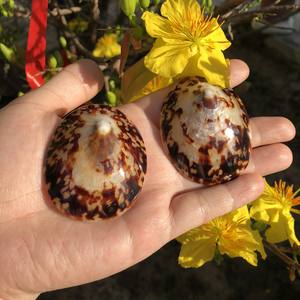 Ride the Limpet Shell Trend Wave: conchas de Vietnam naturalmente hermosas, fáciles de usar para la decoración del hogar e ideas de decoración de fiestas calientes - Product Image 4