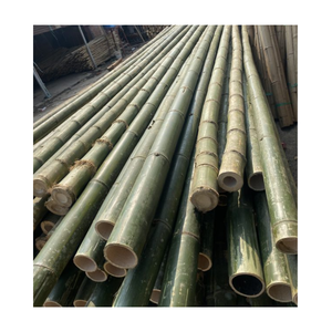 Postes de bambú tratados de Vietnam para uso agrícola en jardín, palo de bambú Natural, valla de bambú, tamaño personalizado, soporte agrícola, venta al por mayor - Product Image 6