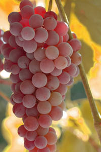 องุ่นไร้เมล็ดสีแดงสดและสีเขียวองุ่นไร้เมล็ดหลากสี - Product Image 3