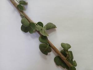 EarthRay palillo de dientes de madera a base de hierbas, blanqueamiento orgánico, salud de las encías, higiene Dental ecológica, limpieza Oral fresca Miswak - Product Image 3