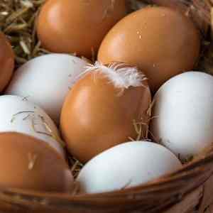 Huevos de Gallina Frescos de Cáscara Marrón de Alta Calidad a Precio de Fábrica / Huevos de Mesa de Granja al por Mayor en Bandeja Grande de 30 Huevos - Product Image 3