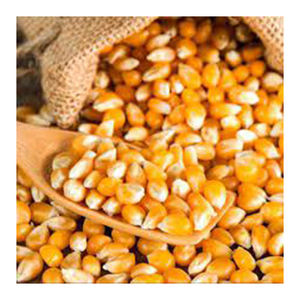 คุณภาพบริสุทธิ์ข้าวโพดเหลืองไม่ใช้อินทรีย์ Gmo ขายส่ง ผู้ผลิตสูงใหม่ วัสดุที่ดีที่สุด ด้วยอัตราราคาถูก - Product Image 1