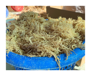 Mousse de mer irlandaise de haute qualité-Un cadeau naturel avec le plus rentable de 99 Gold Data - Product Image 1