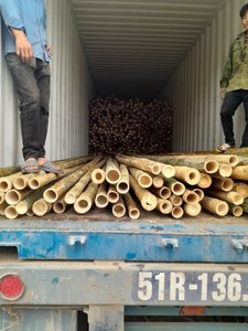 Amboo reated: Trong upports for urable durable amboo AW arden Lant upport in iew am AM - Product Image 6