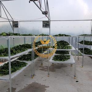 Feuilles de corossol séchées 100% naturelles / Thé aux feuilles de corossol / Feuilles de corossol du Vietnam pour faire du thé - Product Image 3