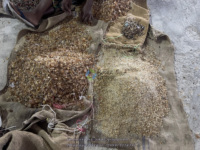 Harga gusi Arab akasia alami kualitas terbaik untuk penggunaan pertanian diperoleh