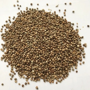 Graines de périlla blanche de haute qualité, origine américaine, stockage à sec, vente à bas prix 2023 - Product Image 1