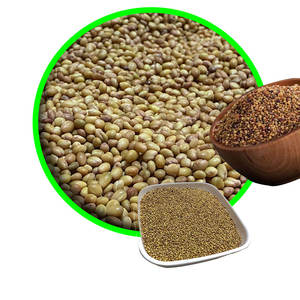 Berseem Clover | Bueno para soluciones de forraje para clima frío - Product Image 6