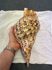 Natural Trumpet Shell <b>Large</b> Decorative Conch Seashell Perfect for Home Decoration Craft Projects and Coastal Collections - Product Image 3