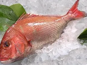 Surimi de Pescado Congelado de Primera Calidad ROMAN TROOPS, Mejor Duración de 24 Meses, Almacenamiento Conveniente, Fabricante Meerut India 1 - Product Image 3