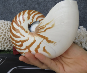 หอยสังข์ธรรมชาติขัดเงาสำหรับตกแต่ง - Product Image 3