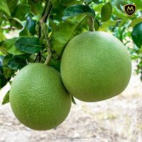 Hoge Kwaliteit Verse Pomelo Fruit Uit Vietnam Zoete Sappige Vers Fruit Voor Wereldwijde Handel En Export