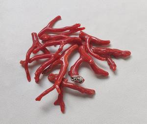 Palo de coral rojo italiano natural genuino, palo pulido de coral rojo italiano natural 100%. Palo de Coral Brillante Pulido, Palo de Coral - Product Image 3