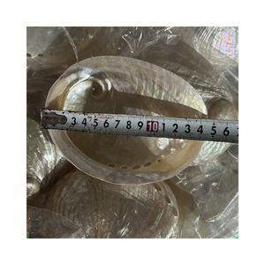 เปลือกหอยเป๋าฮื้อขัดเงาสีเขียวและขาวเปลือกหอยเป๋าฮื้อธรรมชาติจากเวียดนาม - Product Image 5