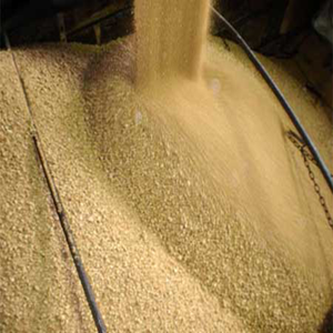 High Protein Non-GMO <b>Soybeans</b> Bulk | Premium Natural Soya Beans for Tempeh & Miso - Product Image 2