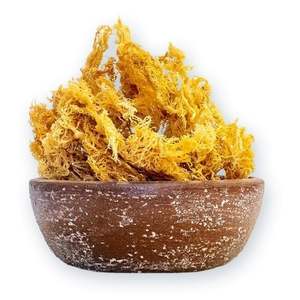 Musgo irlandés seco puro mejor servicio envío global rápido musgo dorado musgo irlandés seco seamoss de Vietnam - Product Image 1