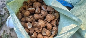 Conchas marinas ecológicas: naturales, seleccionadas a mano, tamaños surtidos, decorativas, artesanales, a granel, formas únicas, calidad superior - Product Image 2