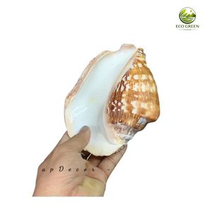 เปลือกหอยสตรอมบัสซินูเอตัสธรรมชาติคุณภาพสูงขัดเงาสำหรับตกแต่งตู้ปลา ของตกแต่งบ้าน และงานฝีมือ - Product Image 2