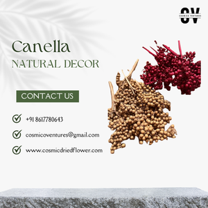 Canella popular de calidad superior para bodas, eventos en casa, decoración de oficina y arreglo de flores secas DIY - Product Image 4