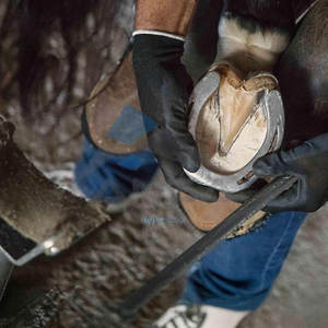 Mini escofina para pezuña de ganado para cabras, ovejas, ponis, mini caballos, potros, herrador compacto de 10 pulgadas, herramienta de corte de pezuña de acero - Product Image 6