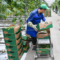 Serre en film monocouche à haute efficacité pour la culture des concombres en agriculture européenne