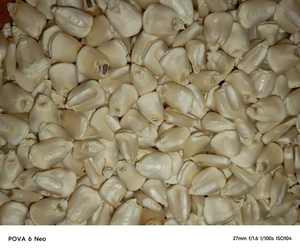 Mayorista Maíz Amarillo Proteína de Alimentación de Alta Calidad 18 para Ganado Cerdo Perro 40kg PP Bolsa - Product Image 3