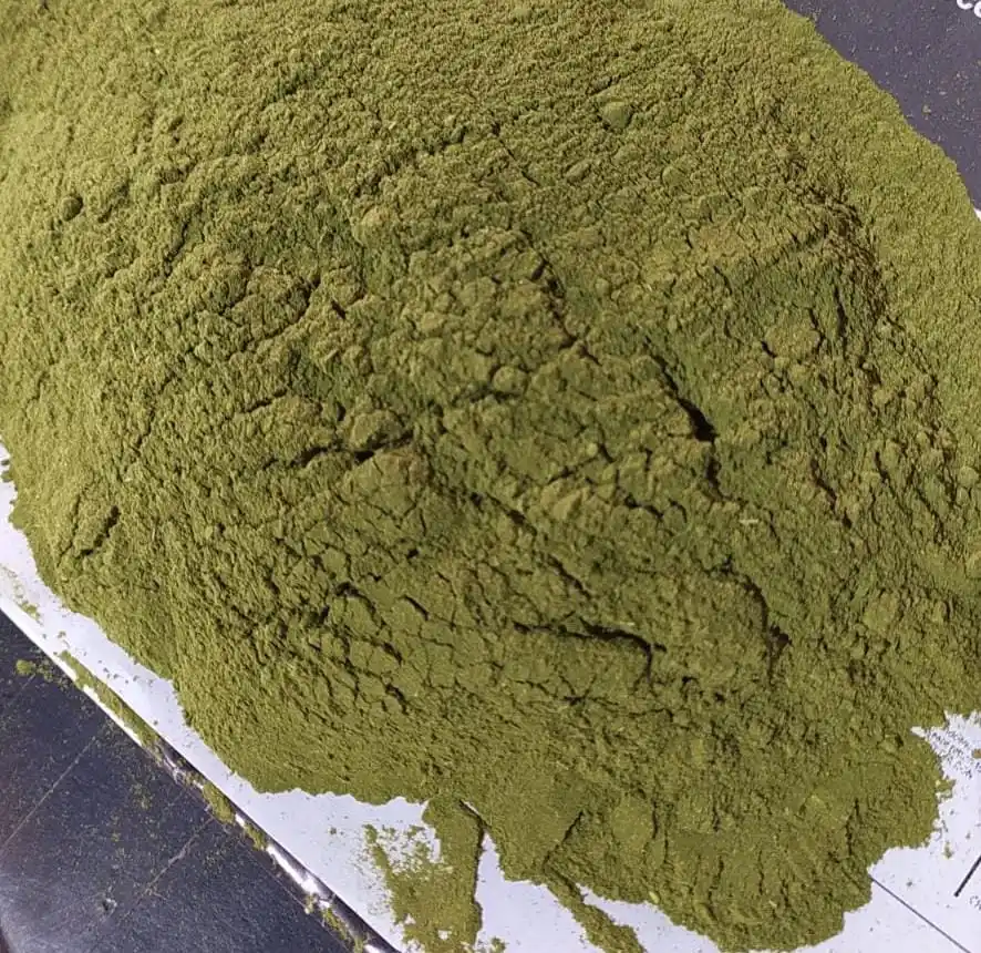 Polvo de hoja de Moringa de refuerzo inmune de proteína rica para alimentación animal por exportador y fabricante indio