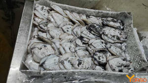 Seiche congelée (Sepia officinalis) - Entière 300-500g Sauvage - Capturée dans la nature - Nutritive - Vente en gros - B2B - Product Image 2