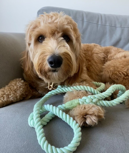 Rope Dog <b>Leash</b> in Mint Color, Cotton Rope <b>Leash</b> With Gold Ring, Rope Dog Lead, Cute <b>Pet</b> Accessories - Product Image 2