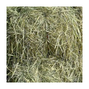 Suministro a granel de heno de pasto Rhodes, pacas de heno de calidad de exportación listas para distribuidores y mercados de suministro agrícola - Product Image 5