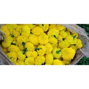 ส่วนประกอบดอกไม้ SW 502 MARIGOLD - Product Image 5