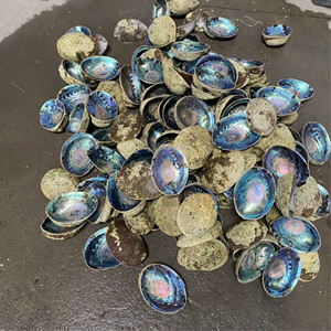 Carcasa de abulón pulido Natural para decoración, espacio marino de Vietnam, superventas - Product Image 5