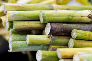 Caña de azúcar verde orgánica cosechada salvaje, etiqueta limpia fresca y de alta calidad, sin OGM - Product Image 2