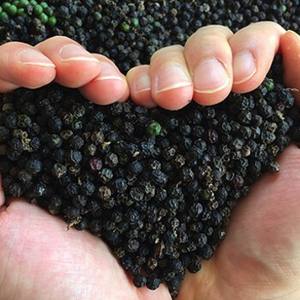 Pimienta Negra Vietnamita de Primera Calidad, Sabor Intenso, Ideal para Cocinar, Sazonar y Mercados de Exportación Globales - Product Image 1