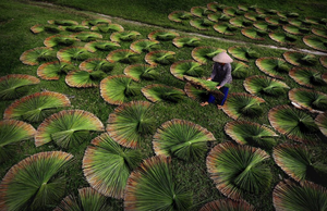 Vente en gros de pailles d'herbe potable/écologique pailles d'herbe/pailles d'herbe biodégradables pour le Vietnam - Product Image 4