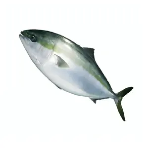 High Quality Fresh Yellowtail Scad Wholesale Fish Frozen Fillet