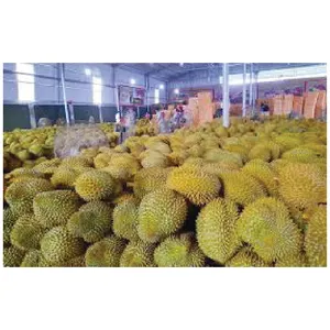 Buah durian frozen berkualitas tinggi rasa lezat untuk pasar Tiongkok