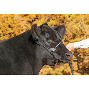 Haute qualité Premium cuir noir spectacle de magie bétail licou bétail licou pour vache et veau spectacle de magie bétail - Product Image 5