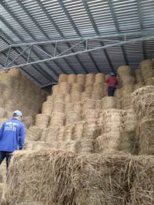 Paja de arroz y paja de trigo para alimentación animal, paja de trigo de calidad de exportación con buen precio - Product Image 5