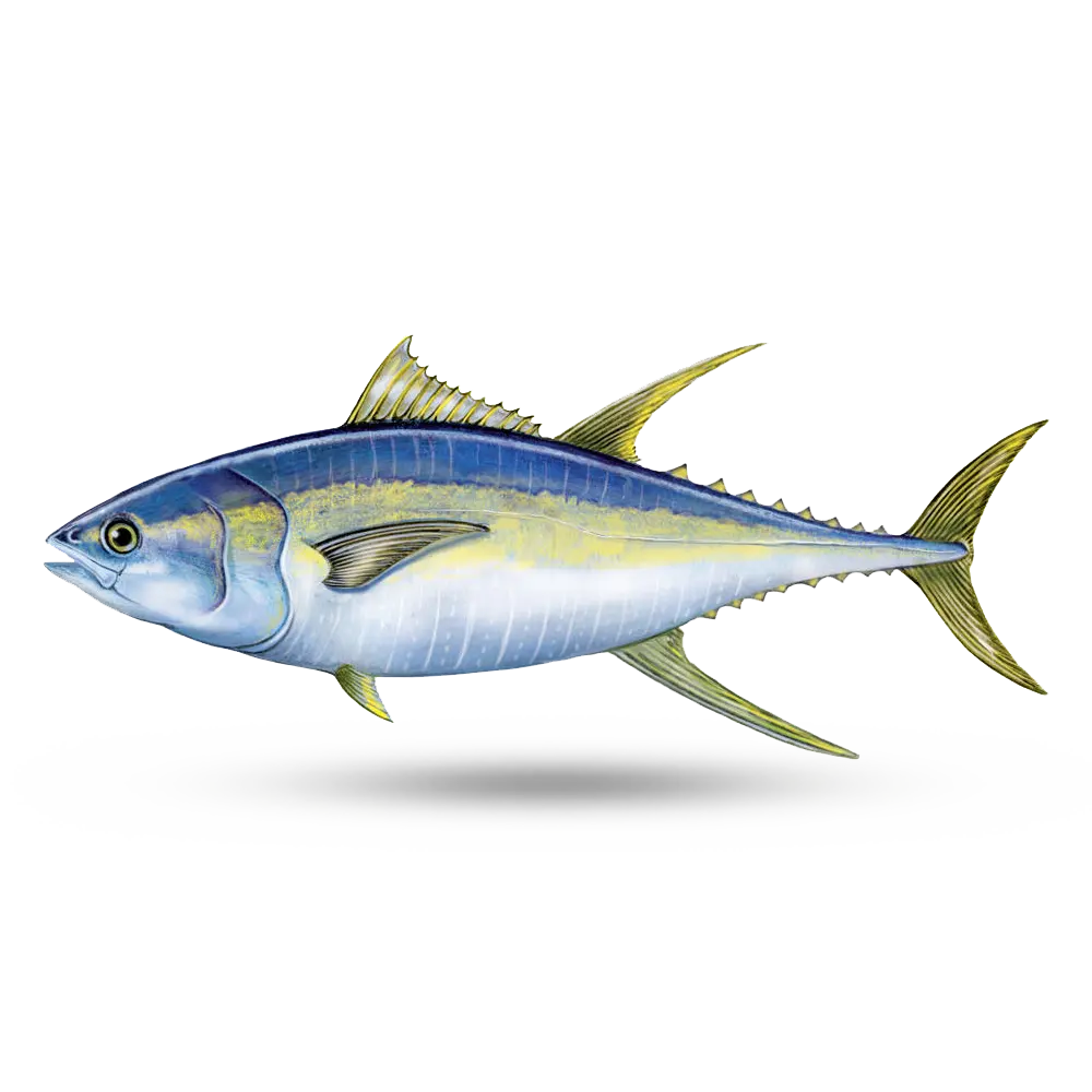 जमे हुए yellowfin टूना थोक मूल्य के साथ अच्छी गुणवत्ता समुद्री भोजन जमे हुए पूरे दौर बोनिटो टूना मछली Skipjack