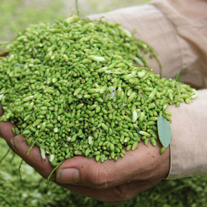 MEJOR CALIDAD PARCHING SOPHORA JAPONICA SUMINISTRO A MAYORISTAS Y REVENDEDORES VIET NAM - Product Image 3