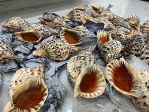 Conchas de caracol y conchas de trompeta con textura natural para decoración creativa, manualidades y exhibición interior de 99D Vietnam - Product Image 2