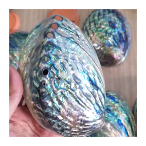Stunning <b>Abalone</b> <b>Shell</b> Vietnam Bulk Natural <b>Shells</b> Jewelry Carving Export Decor Vibrant Colors Craft Material Competitive Price - Product Image 5