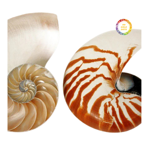 Concha de Nautilus, Material Decorativo para Decoración de Interiores, Concha Espiral Natural para Decoración del Hogar, Manualidades y Exhibición - Product Image 4