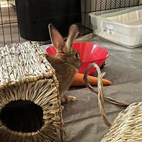 Nouveau design avec maison de lapin en herbe, meilleure qualité et prix de gros au Vietnam