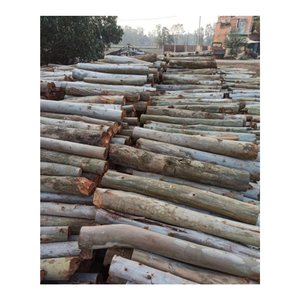 ไม้ยูคาลิปตัสและท่อนไม้ยูคาลิปตัสคุณภาพสูง - Product Image 2