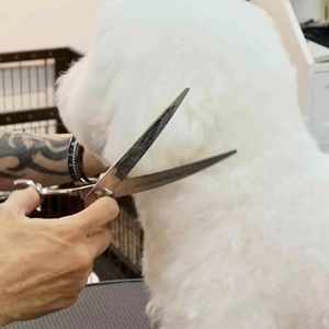 Kit complet de cisailles de toilettage pour animaux de compagnie en acier inoxydable 440C Ciseaux sûrs et pratiques pour les distributeurs - Product Image 2