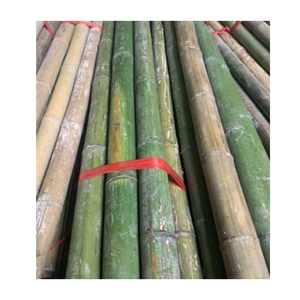 Postes de bambú verdes y amarillos naturales: palos fuertes ecológicos para muebles, decoración, jardinería, Exportación al por mayor a granel - Product Image 6